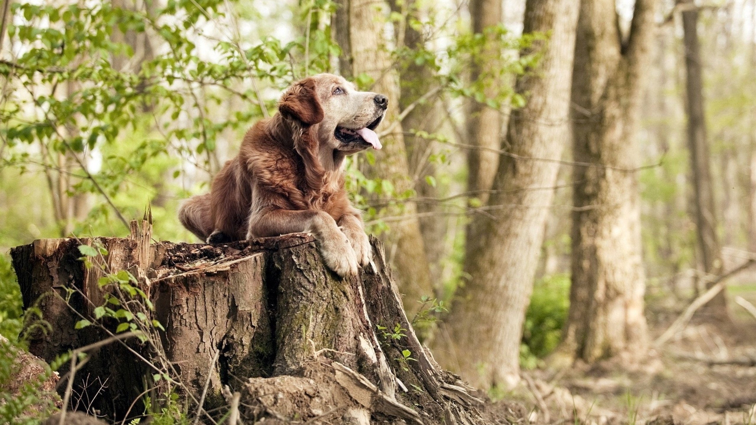 楚阿梅尼节奏大师级掌控，毕尔巴鄂逆转国际米兰展现战术韧性